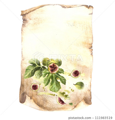 Watercolor branch of ripe juicy figs fruit, leaves on the background of papyrus leaf, old sheet of paper, restaurant menu list, card product label template Watercolour hand draw isolated illustration 111983519