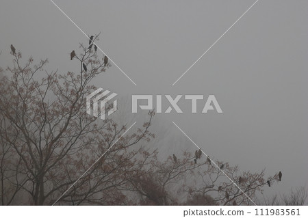 Kites and crows gather on trees in a fog-shrouded forest Kites and crows gather on trees in a fog-shrouded forest 111983561