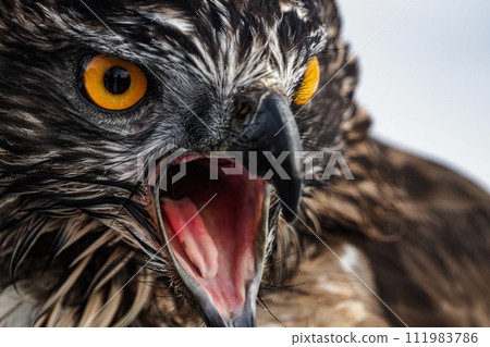 眼睛銳利的熊鷹 111983786