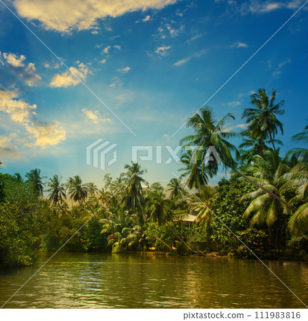 Coconut palms, Mangroves on the shores of a picturesque lake. Beautiful sunset. Coconut palms, Mangroves on the shores of a picturesque lake. Beautiful sunset. 111983816