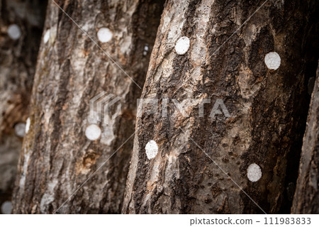 Shiitake mushroom inoculation Shiitake mushroom inoculation 111983833