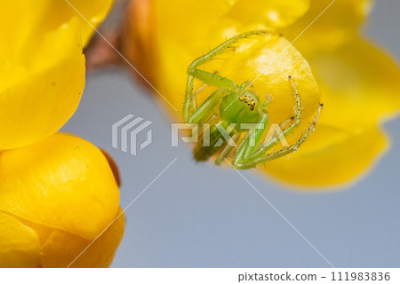 蜘蛛 蜘蛛複眼 111983836