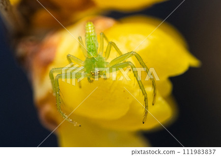 蜘蛛 蜘蛛複眼 蜘蛛 蜘蛛複眼 111983837