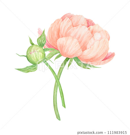 Peach peony bouquet watercolor hand drawn painting. Chinese national symbol illustration. Realistic flower clipart, floral arrangement for card design, wedding invitation, prints, textile, packing 111983915