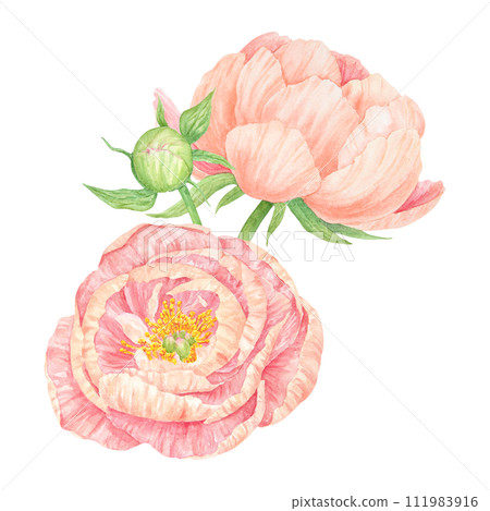 Peach peony bouquet watercolor hand drawn painting. Chinese national symbol illustration. Realistic flower clipart, floral arrangement for card design, wedding invitation, prints, textile, packing Peach peony bouquet watercolor hand drawn painting. Chinese national symbol illustration. Realistic flower clipart, floral arrangement for card design, wedding invitation, prints, textile, packing 111983916