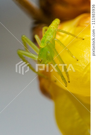 蜘蛛 蜘蛛複眼 蜘蛛 蜘蛛複眼 111983936