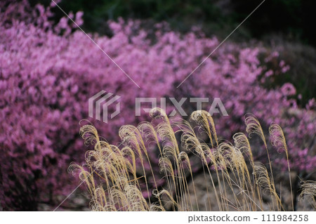 芒草 芒草 111984258