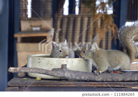 Squirrel for eating food 111984265