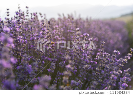 Blooming lavender in a field at sunset. 111984284
