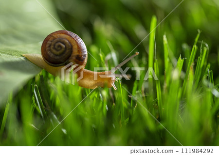 Lovely snail in grass with morning dew. Lovely snail in grass with morning dew. 111984292