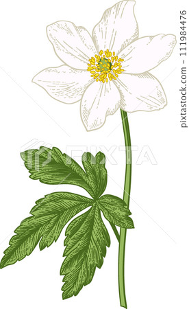 Anemone. White anemone. Spring and summer flowers. Garden plants. Hand drawn illustration. Linear art. 111984476