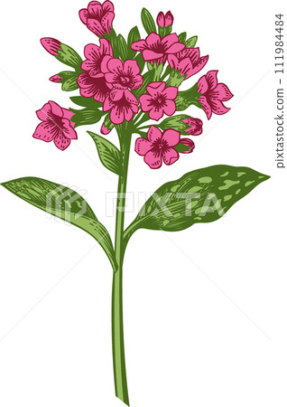 Lungwort. Pink flower. Spring and summer flowers. Garden plants. Hand drawn illustration. Linear art. Lungwort. Pink flower. Spring and summer flowers. Garden plants. Hand drawn illustration. Linear art. 111984484