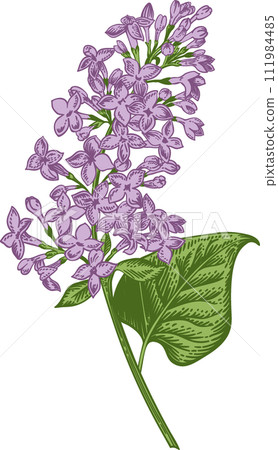 Lilac. A sprig of lilac. Spring and summer flowers. Garden plants. Hand drawn illustration. Linear art. 111984485
