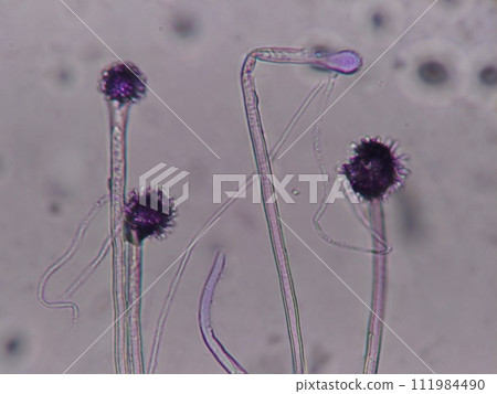Microscopic photo showing the appearance of the apical sac 111984490