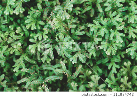 Green leaves nature background, Green Selaginella, spikemoss or lesser clubmoss Green leaves nature background, Green Selaginella, spikemoss or lesser clubmoss 111984748