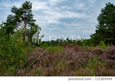 Heather Fields with Pine Trees Under Cloudy Skies 111984944