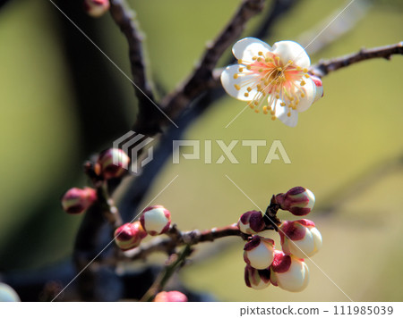 White plum blossoms "Mera" that bloom in February 111985039