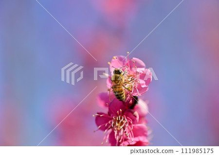早春盛開的梅花上的蜜蜂 早春盛開的梅花上的蜜蜂 111985175