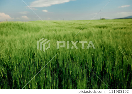 Green wheat field on sunny day in Turkey Green wheat field on sunny day in Turkey 111985192