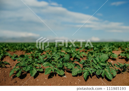 Rows of small potato plants in sunny day in Middle Turkey Rows of small potato plants in sunny day in Middle Turkey 111985193