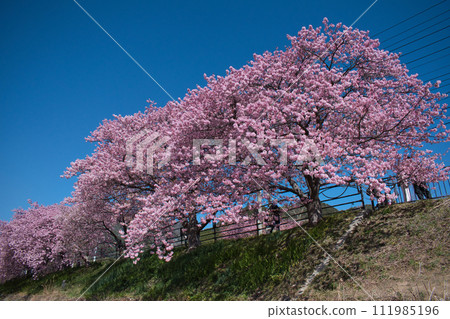 Kawazu cherry tree in Kawazu town Kawazu cherry tree in Kawazu town 111985196