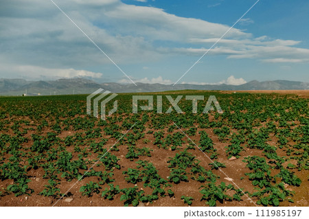 Rows of small potato plants in sunny day in Middle Turkey Rows of small potato plants in sunny day in Middle Turkey 111985197