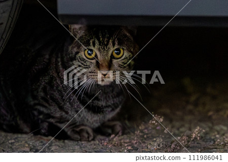 wild pheasant tiger wild pheasant tiger 111986041