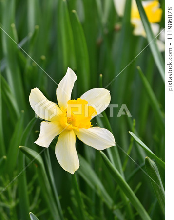 Narcissus 111986078