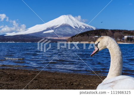 Mt. Fuji and swans from the beach of Lake Yamanaka Plain 111986325