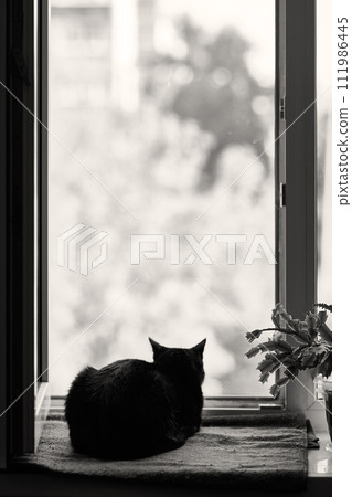 Black cat lying on the windowsill 111986445