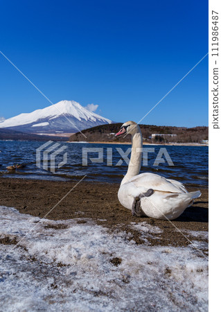 Mt. Fuji and swans from the beach of Lake Yamanaka Plain 111986487