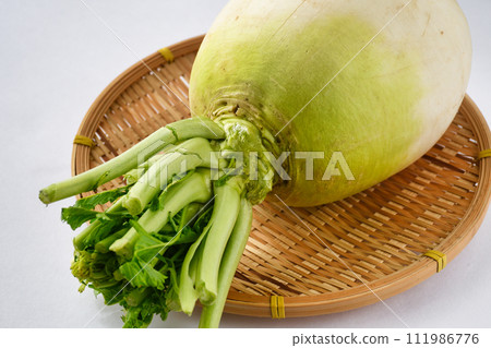 Shogoin Daikon Shogoin Daikon 111986776