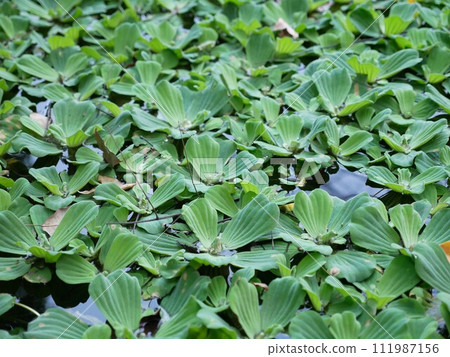 水芙蓉03 111987156