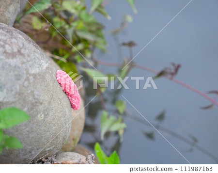 福壽螺卵03 111987163