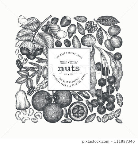 Hand Drawn Nuts Branch And Kernels Template. Organic Seed Vector Design. Retro Nut Illustration. Engraved Style Botanical Banner. Hand Drawn Nuts Branch And Kernels Template. Organic Seed Vector Design. Retro Nut Illustration. Engraved Style Botanical Banner. 111987340