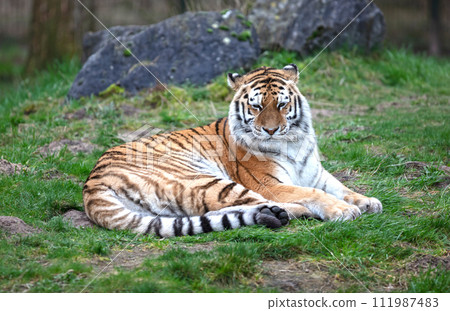 Amour tiger on the green grass Amour tiger on the green grass 111987483
