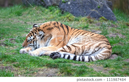Amour tiger on the green grass Amour tiger on the green grass 111987484