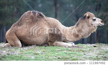 Dromedary camel lying and resting on sand Dromedary camel lying and resting on sand 111987492
