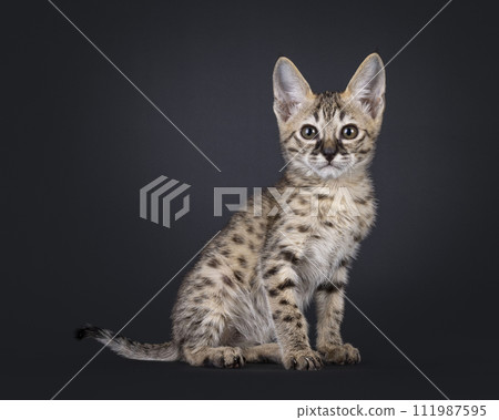 Savannah kitten on black background 111987595