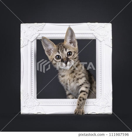 Savannah kitten on black background Savannah kitten on black background 111987596