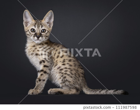 Savannah kitten on black background 111987598