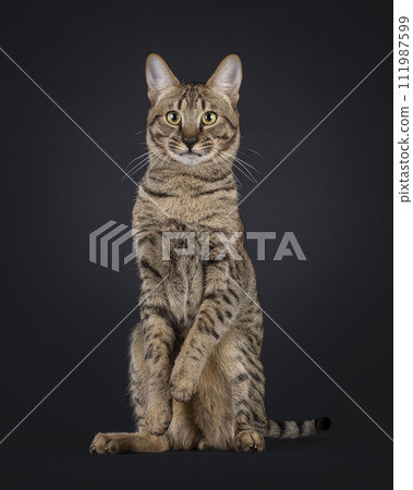 Savannah cat on black background 111987599
