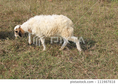 a sheep eating grass in a field 111987818