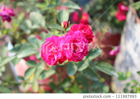 a bunch of roses in the garden 111987893