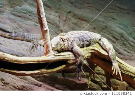 Resting monitor lizard Resting monitor lizard 111988341