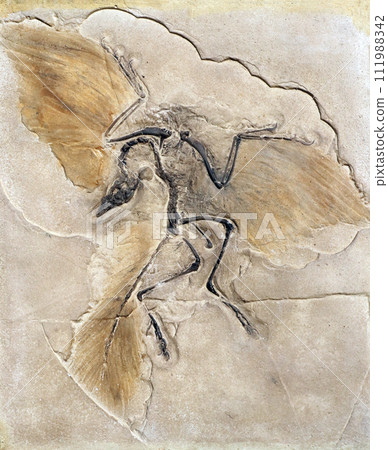 Fossil of the prehistoric bird Archeopteryx 111988342