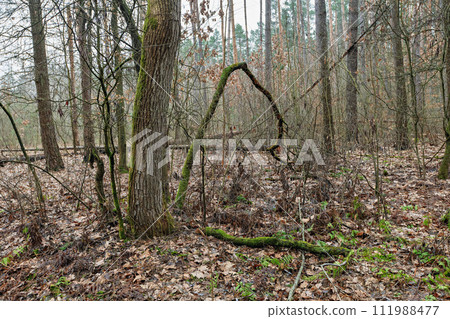 old fallen tree in the forest old fallen tree in the forest 111988477
