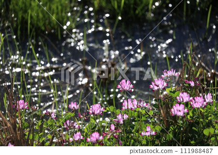Astragalus flowers 111988487