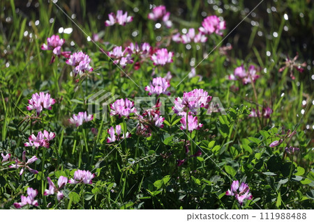 Astragalus flowers 111988488