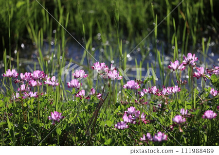 Astragalus flowers 111988489
